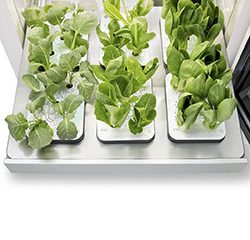 Техніка для домашнього садівництва від LG представляє сучасну концепцію зеленого, здорового життя вдома